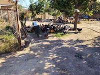 Chickens — الصورة 2