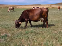 Krowa, Bydło — zdjęcie 5