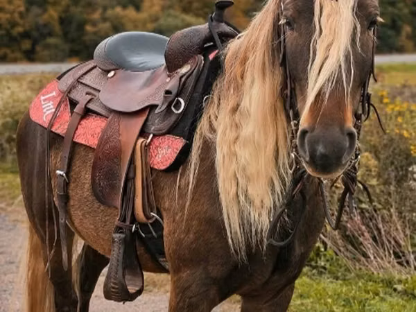 ცხენი, Friesian