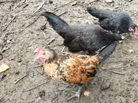 Chickens — الصورة 6