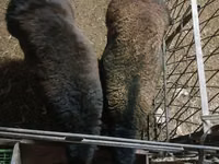 公羊, Sheep — 照片 3