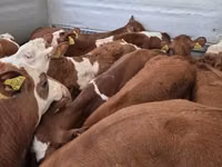 காளை, Simmental cattle — புகைப்படம் 3