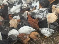 Chickens — foto 6