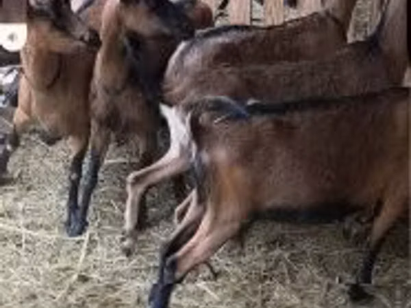 نعجة, Alpines Steinschaf sheep