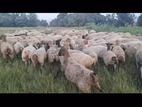 Ovelha, Ovelhas — foto 8