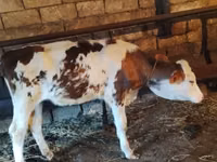 Kuh, Holstein-Rasse — Foto 6