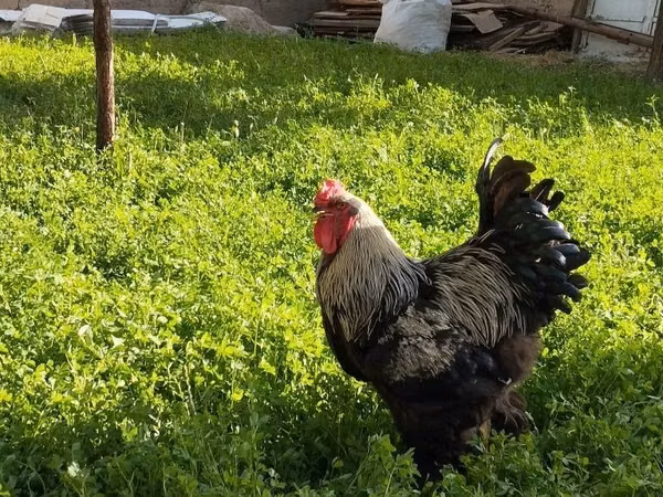 Brahma