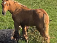 公马, Rocky Mountain Horse — 照片 1