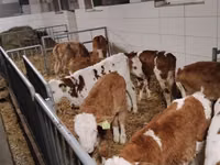 Rinder (Partie, Geschlecht nicht angegeben), Simmental cattle — Foto 3