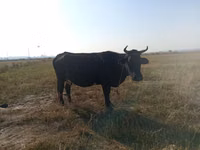 Vache, Bovins — photo 4