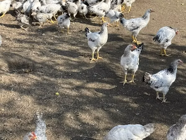 سَسِكس