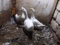 Ducks — foto 3