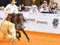 Kısrak, Quarter Horse — foto 8