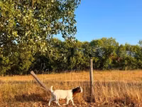 母山羊, Boer goat — 照片 8