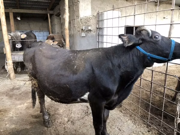 Cow, Russian Black pied cattle