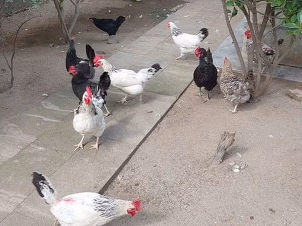 Chickens