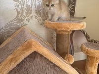 Balaca burun Sinsilla satilir qisa tuk Yemeyi Qum qabi qumu royal — фото 3