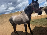 Caballo, Caballos — foto 4