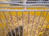 Cırtdan hamster qəfəsi ilə birgə - Növlə: cırtdan (dwarf) hamster — foto 4