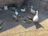 Německý pekin — foto 1