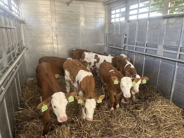 Taureau, Simmental cattle