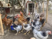 Chickens — foto 5