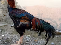Chickens — zdjęcie 1