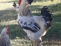 Chickens — zdjęcie 2