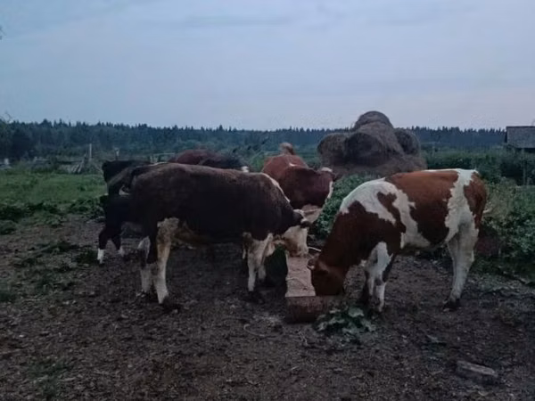 ძროხა, გერეფორდი