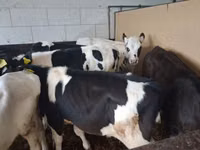 ხარი, Russian Black pied cattle — ფოტო 2