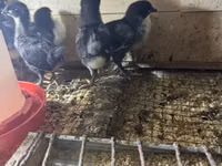 Australian Pit Game fowl — photo 2