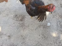 Chickens — foto 1