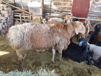 Qoç, Arashan sheep — foto 1