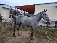雄馬, Thoroughbred horse — 写真 3