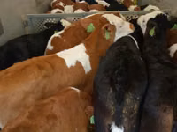 Bovinos (lote, sexo não especificado), Simmental cattle — foto 1