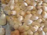 Chickens — foto 3