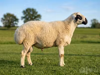ஆண் ஆடு, Beltex sheep — புகைப்படம் 1