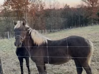 Cavalo, Rocky Mountain Horse — foto 6