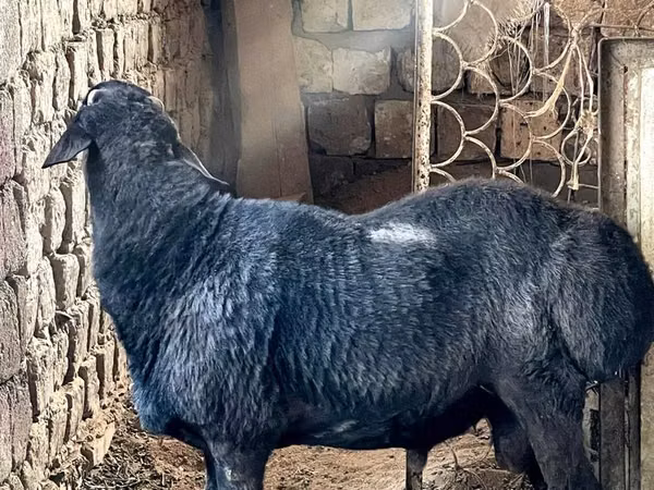 Qoç, Arashan sheep