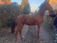 Айғыр, Nonius horse — 1-сурет