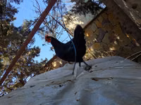 Chickens — foto 2