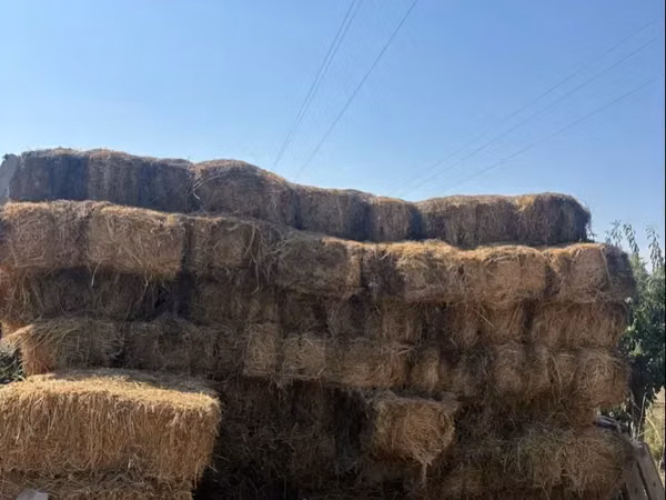 Խոտի տուկ խոտ խոտ