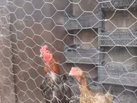 Chickens — foto 1