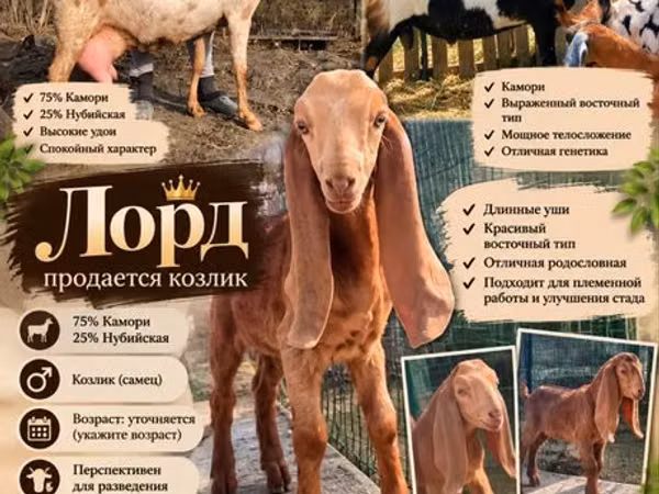 Kozioł, Kamori goats