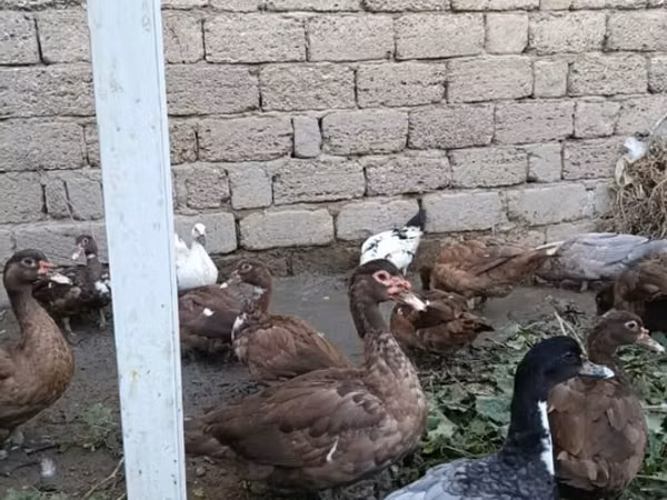 Ducks — अज़रबैजान