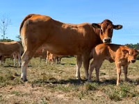 Сиыр, Partenaise cattle — 2-сурет