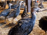 Guinea fowl — zdjęcie 3