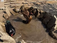 Ducks — foto 3