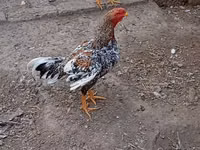 Chickens — zdjęcie 4