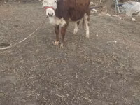 Boğa, Simmental cattle — foto 4